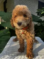 Jon- Jon , a male Miniature Goldendoodle for sale in Aripeka, FL – 4 of 4