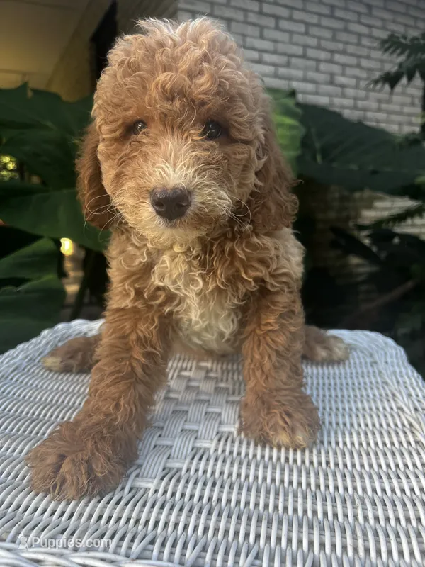 Precious – Miniature Goldendoodle puppy for sale in Aripeka, FL
