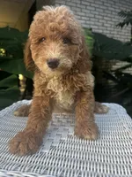 Precious, a female Miniature Goldendoodle for sale in Aripeka, FL – 1 of 3