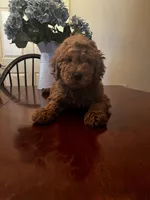 Maddy , a female Miniature Goldendoodle for sale in Aripeka, FL – Photo 2 of 3