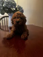 Maddy , a female Miniature Goldendoodle for sale in Aripeka, FL – Photo 3 of 3