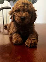 Maddy , a female Miniature Goldendoodle for sale in Aripeka, FL – Photo 1 of 3
