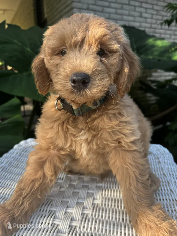 Goldie – Miniature Goldendoodle puppy for sale in Aripeka, FL