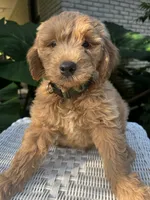 Goldie, a male Miniature Goldendoodle for sale in Aripeka, FL – 1 of 4
