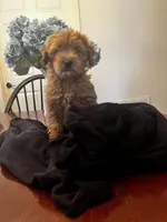 Maudie, a female Miniature Goldendoodle for sale in Aripeka, FL – Photo 2 of 4