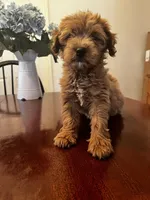 Maudie, a female Miniature Goldendoodle for sale in Aripeka, FL – Photo 3 of 4