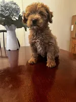 Maudie, a female Miniature Goldendoodle for sale in Aripeka, FL – Photo 4 of 4