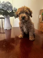 Maudie, a female Miniature Goldendoodle for sale in Aripeka, FL – Photo 1 of 4