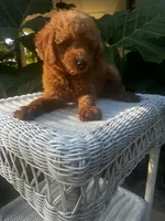 Rosa, a female Miniature Goldendoodle for sale in Aripeka, FL – 3 of 4