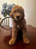 Mookie , a male Miniature Goldendoodle for sale in Aripeka, FL – Photo 2 of 4