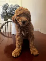 Mookie , a male Miniature Goldendoodle for sale in Aripeka, FL – Photo 1 of 4