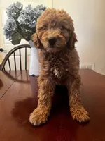 Mookie , a male Miniature Goldendoodle for sale in Aripeka, FL – Photo 3 of 4