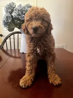 Mookie , a male Miniature Goldendoodle for sale in Aripeka, FL – Photo 4 of 4