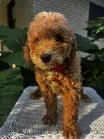 Jon- Jon , a male Miniature Goldendoodle for sale in Aripeka, FL – 3 of 4