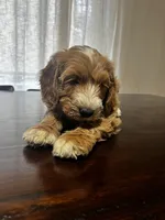 Trusty, a male Miniature Goldendoodle for sale in Aripeka, FL – 5 of 6