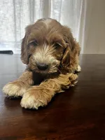 Trusty, a male Miniature Goldendoodle for sale in Aripeka, FL – 2 of 6