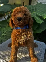 Jeff, a male Miniature Goldendoodle for sale in Aripeka, FL – 3 of 3