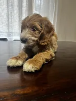 Trusty, a male Miniature Goldendoodle for sale in Aripeka, FL – 4 of 6