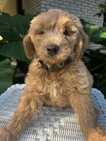 Goldie, a male Miniature Goldendoodle for sale in Aripeka, FL – 3 of 4