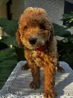 Jon- Jon , a male Miniature Goldendoodle for sale in Aripeka, FL – 2 of 4
