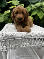 Lola, a female Miniature Goldendoodle for sale in Aripeka, FL – 3 of 3