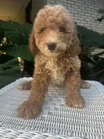 Precious, a female Miniature Goldendoodle for sale in Aripeka, FL – 3 of 3