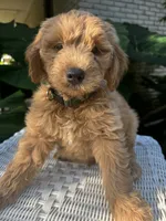 Goldie, a male Miniature Goldendoodle for sale in Aripeka, FL – 2 of 4