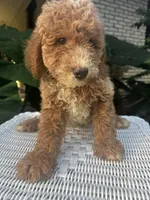 Precious, a female Miniature Goldendoodle for sale in Aripeka, FL – 2 of 3
