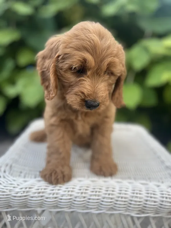 Lily – Miniature Goldendoodle puppy for sale in Aripeka, FL
