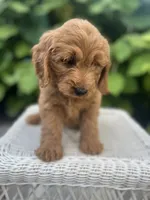 Lily, a female Miniature Goldendoodle for sale in Aripeka, FL – 1 of 2
