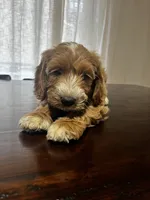 Trusty, a male Miniature Goldendoodle for sale in Aripeka, FL – 3 of 6
