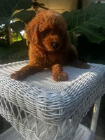 Rosa, a female Miniature Goldendoodle for sale in Aripeka, FL – 2 of 4