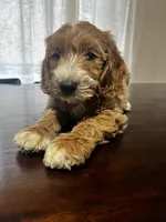 Trusty, a male Miniature Goldendoodle for sale in Aripeka, FL – 6 of 6