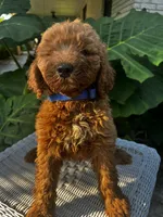 Jeff, a male Miniature Goldendoodle for sale in Aripeka, FL – 2 of 3