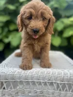 Lily, a female Miniature Goldendoodle for sale in Aripeka, FL – 2 of 2
