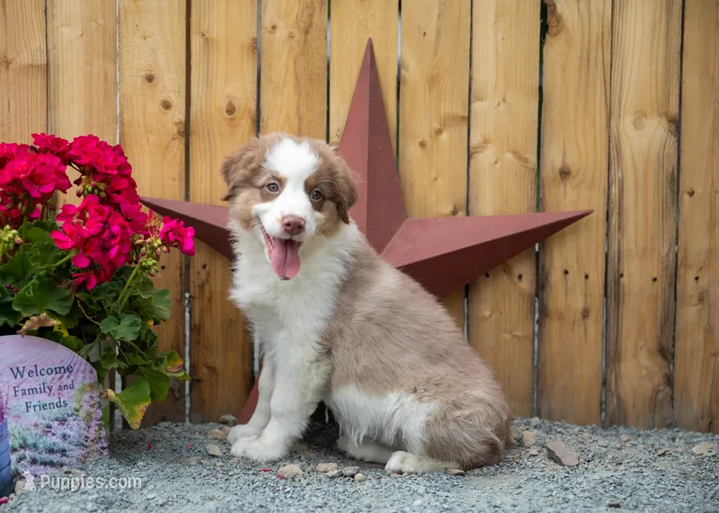 Vegas's Red Tri Girl – Australian Shepherd puppy for sale in Westfield, MA