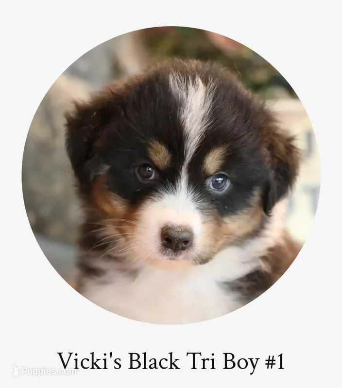 Vicki's black tri boy #1  – Australian Shepherd puppy for sale in Westfield, MA