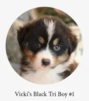Vicki's black tri boy #1 , a male Australian Shepherd for sale in Westfield, MA – 1 of 3