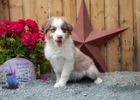 Vegas's Red Tri Girl, a female Australian Shepherd for sale in Westfield, MA – 3 of 5