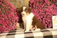 Luna's Red Tri Girl #2, a female Australian Shepherd for sale in Westfield, MA – 6 of 9