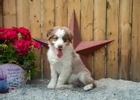 Vegas's Red Tri Girl, a female Australian Shepherd for sale in Westfield, MA – 5 of 5
