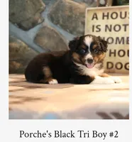 Porche's black tri boy #2, a male Australian Shepherd for sale in Westfield, MA – 2 of 3
