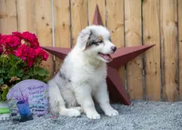 Vegas's Blue Merle Boy, a male Australian Shepherd for sale in Westfield, MA – 4 of 10