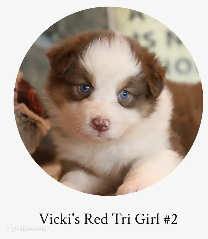 Vicki's red tri girl #2 – Australian Shepherd puppy for sale in Westfield, MA
