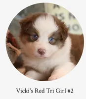 Vicki's red tri girl #2, a female Australian Shepherd for sale in Westfield, MA – 1 of 3