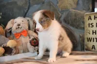 Patti's Red Merle Girl #2, a female Australian Shepherd for sale in Westfield, MA – 5 of 8