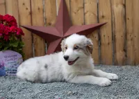 Vegas's blue girl, a female Australian Shepherd for sale in Westfield, MA – 3 of 10
