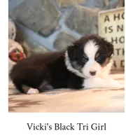 Vicki's black tri girl , a female Australian Shepherd for sale in Westfield, MA – 2 of 3