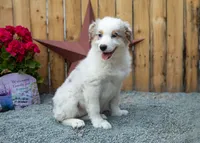 Vegas's blue girl, a female Australian Shepherd for sale in Westfield, MA – 6 of 10