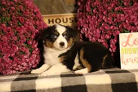 Misty's tri girl #1, a female Australian Shepherd for sale in Westfield, MA – 8 of 10